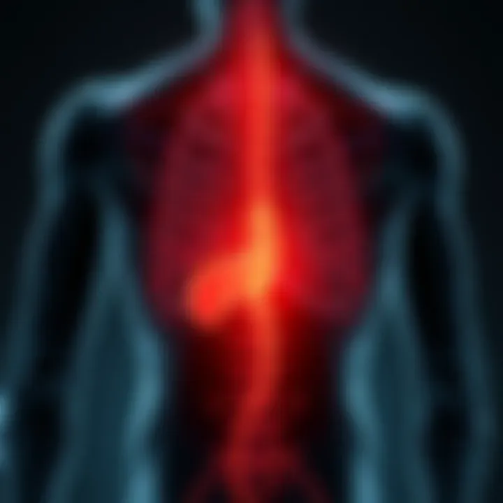 Pain Pathways from the Pancreas Diagram showing potential pain pathways from the pancreas to the back.